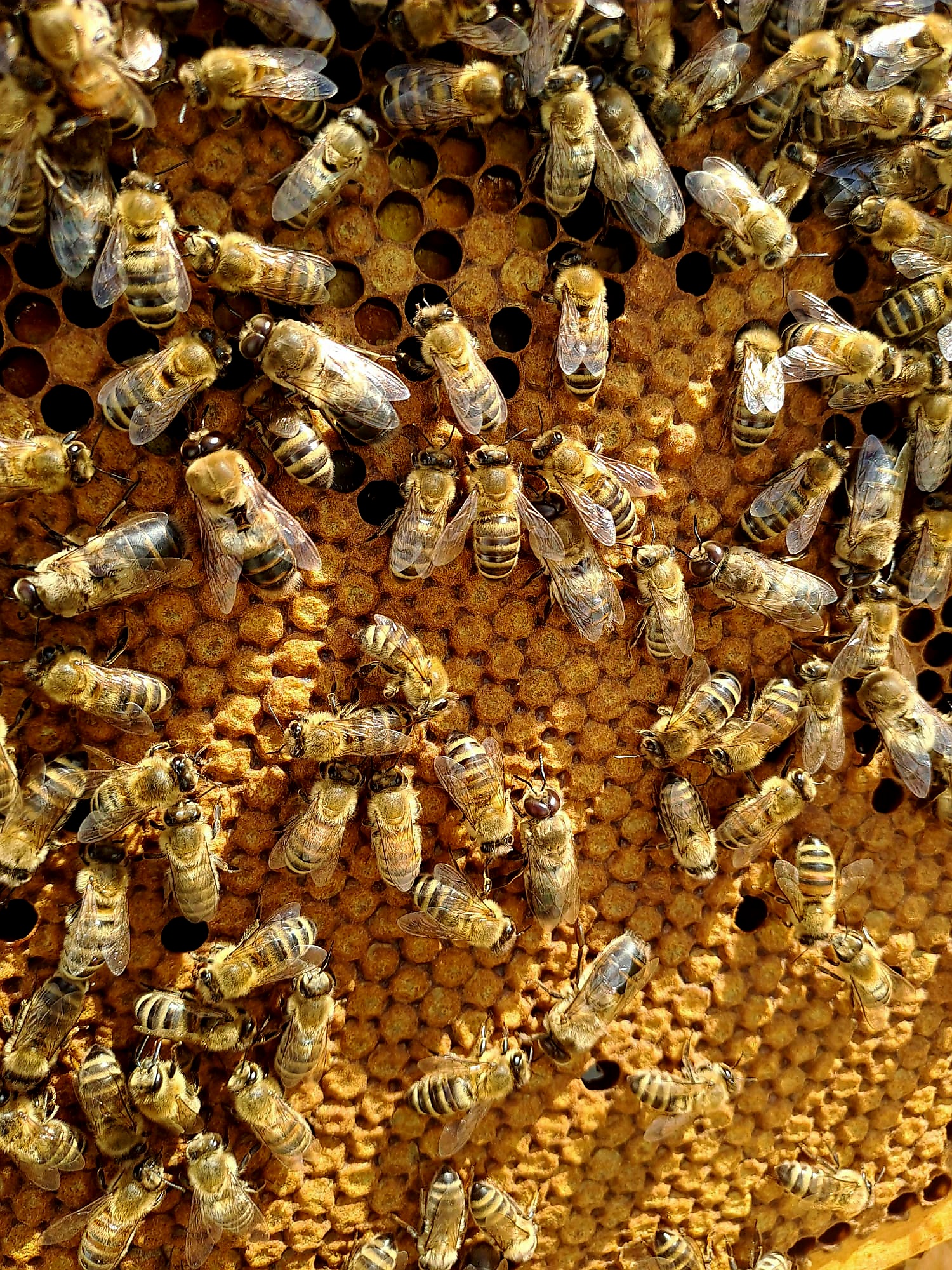 Bienen bei der Arbeit